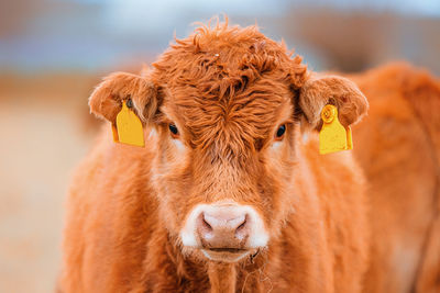 Portrait of cow