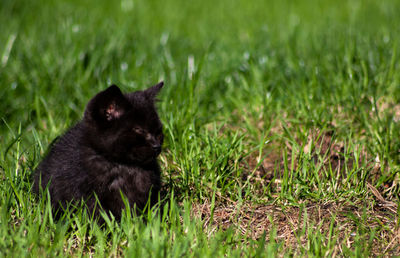 Black cat in a field