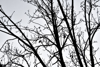 Low angle view of bare trees against sky