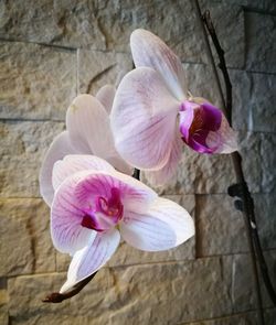 Close-up of pink orchid