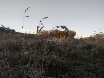 Plants on field against clear sky