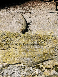 High angle view of insect on rock