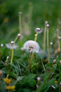 Close-up of dandelion flowers blooming in field