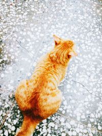 Cat lying on footpath