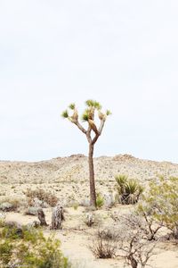 Tree on desert landscape against clear sky