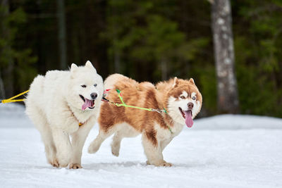 Running husky and samoyed dog, sled dog racing. winter dog sport sled competition. siberian husky