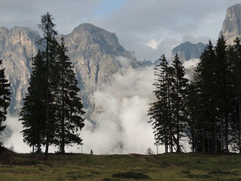 Panoramic view of pine trees on field against sky