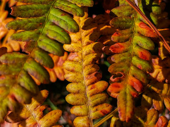 High angle view of fruits for sale