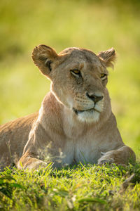 Close-up of lioness lying in short grass