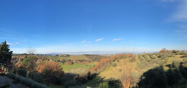 Panoramic shot of trees on landscape against blue sky