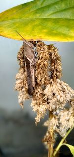 Close-up of butterfly on dry leaves