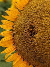 Close-up of sunflower