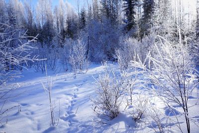 Frozen trees in forest during winter