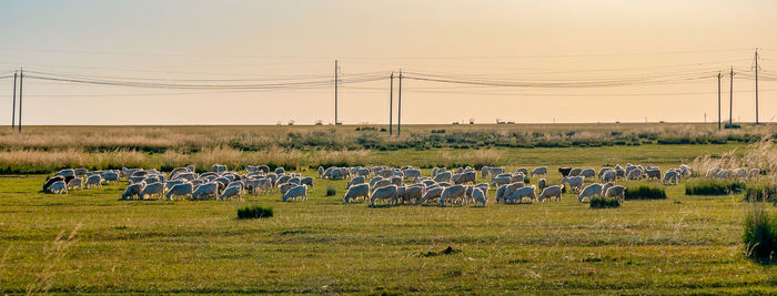 Flock of sheep on field against sky