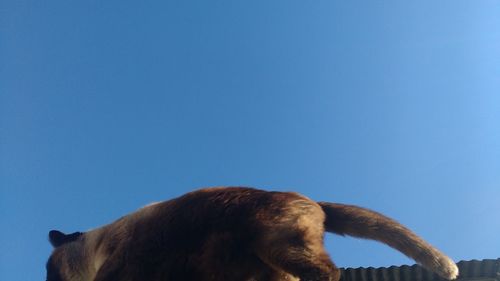 View of horse against clear blue sky