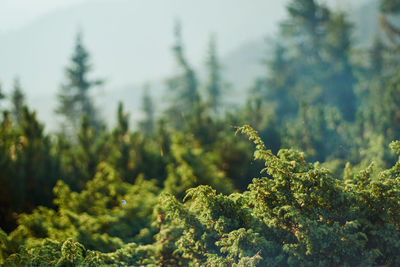 Close-up of plant in forest