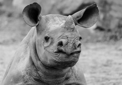 Portrait of rhinoceros calf on field