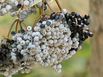 Close-up of grapes growing in vineyard