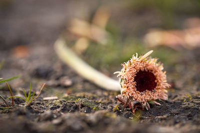 Close-up of dried plant on field