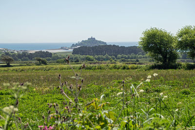 Scenic view of field against clear sky