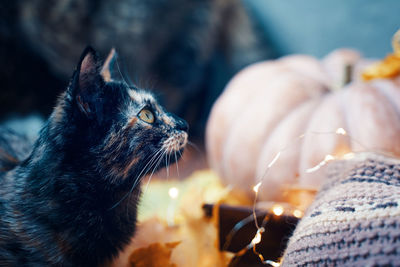 Close-up of a cat looking away