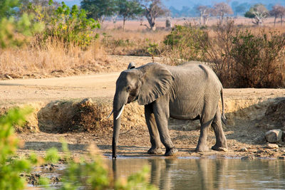 Elephant drinking water on landscape