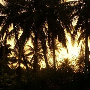 Low angle view of silhouette trees against sky during sunset