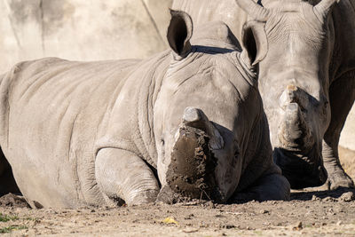 Adult white rhino gets a close up portrait while enjoying a day of relaxing in the mud