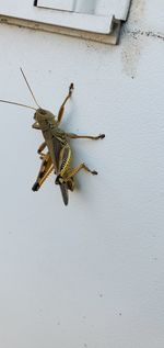 Close-up of insect on wall