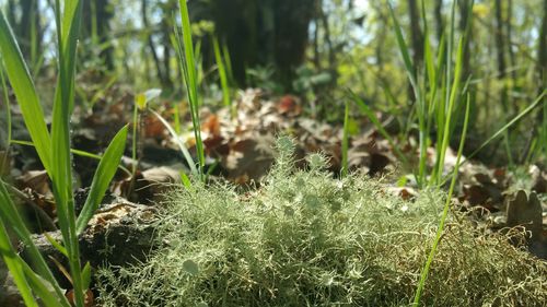 Close-up of plants growing on field