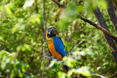 Bird perching on a branch