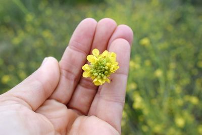 Close-up of hand holding plant