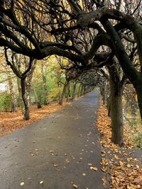 Empty road amidst trees during autumn