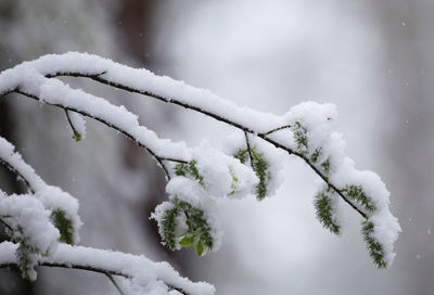 Tree branch covered in snow by unusual late snowstorm