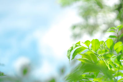 Low angle view of plant against sky