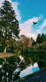 Bird flying over lake against sky