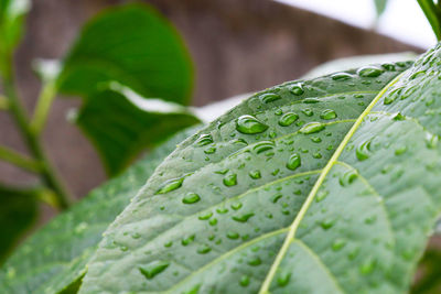 Close-up of wet plant leaves