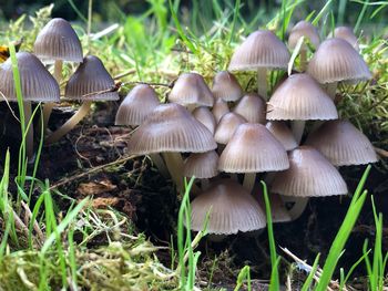 Close-up of mushrooms on field