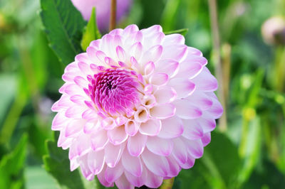 Close-up of pink dahlia flower blooming in park