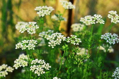 Close-up of white flowering plants in park