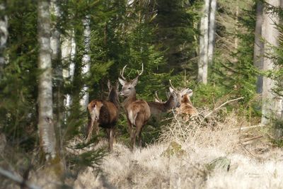 Deer in forest