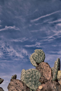 Cactus growing on rock against sky