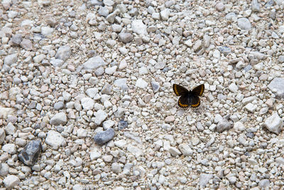 High angle view of insect on stone