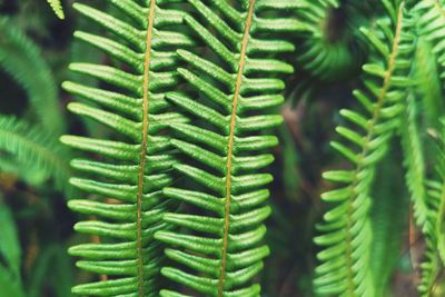 Full frame shot of green fern 