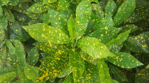 Full frame shot of green leaves