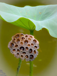 Close-up of lotus water lily