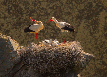 Birds in nest