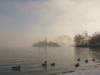 Ducks swimming on lake bled in foggy weather