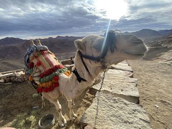 Rear view of camel on field