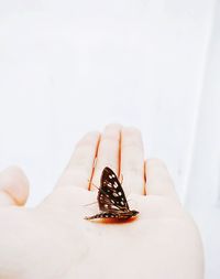 Cropped hand of person holding butterfly against wall